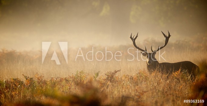 Picture of Red deer stag silhouette in the mist
